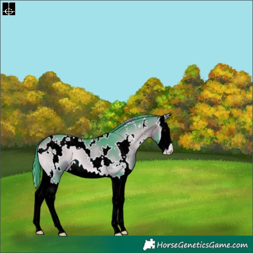 Horse Color:Watercolor White Spotted Bay Onyx Splash Appaloosa 