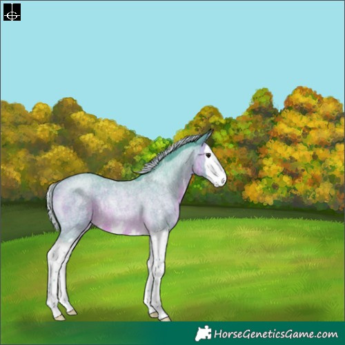 Horse Color:Watercolor Silver Brown Roan Sabino Splash Rabicano