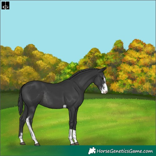 Horse Color:Black Sabino Tobiano Rabicano 