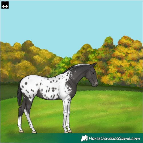 Horse Color:Black Tobiano Appaloosa Rabicano