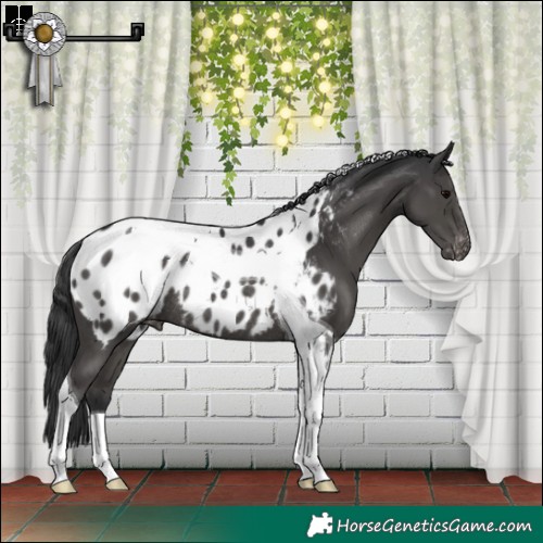 Horse Color:Black Tobiano Appaloosa Rabicano 