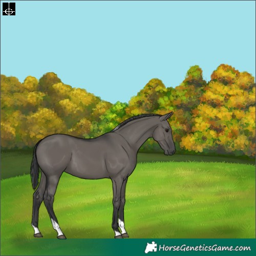 Horse Color:Grullo Tobiano 