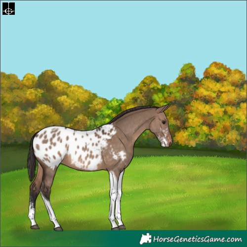 Horse Color:Brown Dun Sabino Tobiano Blanket 