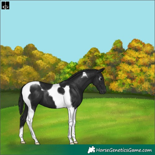 Horse Color:Gray Black Tobiano 