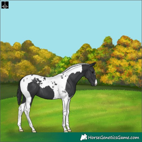 Horse Color:Black Tobiano 