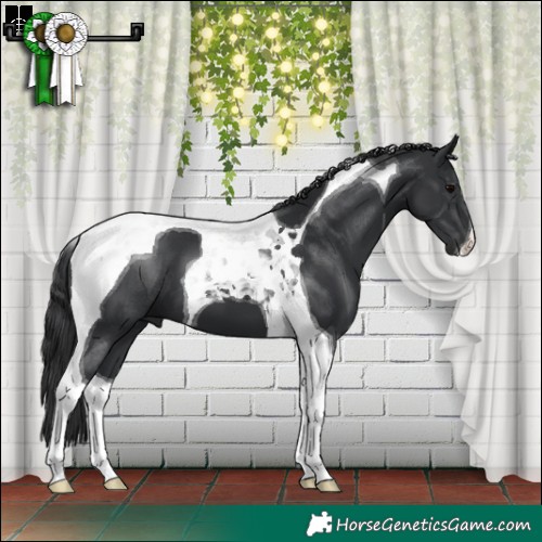 Horse Color:Black Tobiano 