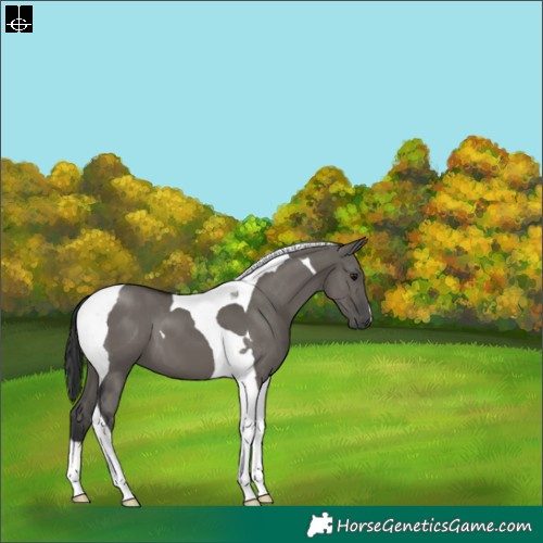 Horse Color:Grullo Tobiano 