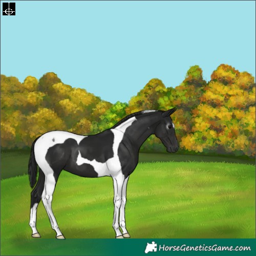 Horse Color:Gray Black Tobiano 