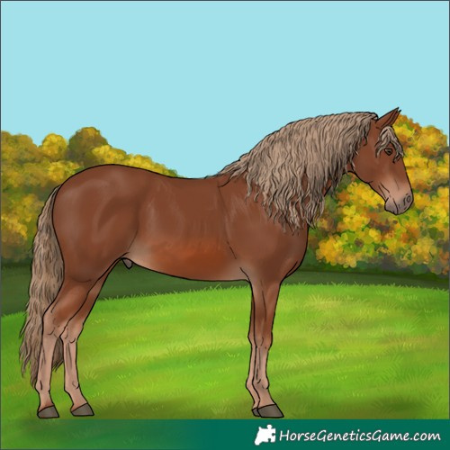 Horse Color:Unknown 