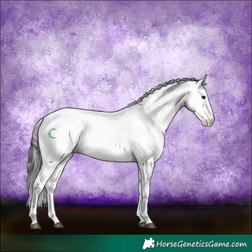 Horse Color:White Spotted Bay 