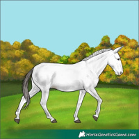 Horse Color:White Spotted Bay 