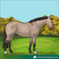 Horse Color:Bay Dun Brindle 