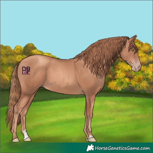 Horse Color:Gold Champagne