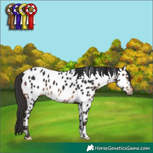 Horse Color:Brown Appaloosa 