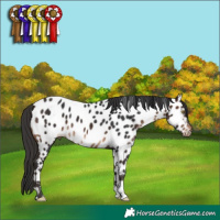 Horse Color:Brown Appaloosa