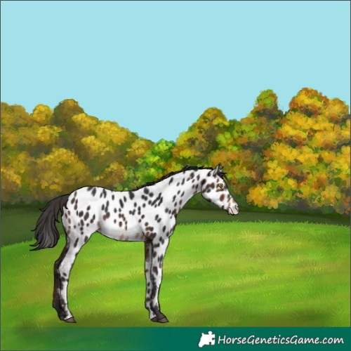 Horse Color:Brown Appaloosa