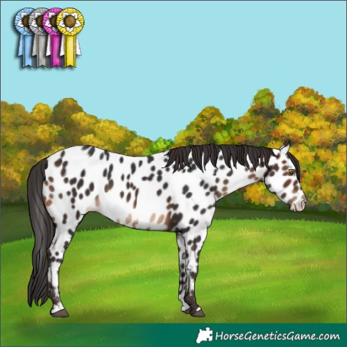 Horse Color:Brown Appaloosa