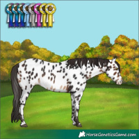 Horse Color:Brown Near Leopard 
