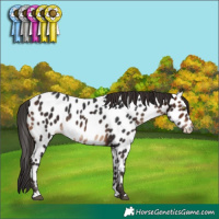 Horse Color:Brown Appaloosa 