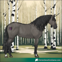 Horse Color:Grullo 