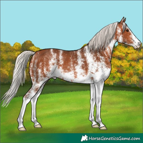 Horse Color:White Spotted Silver Bay 