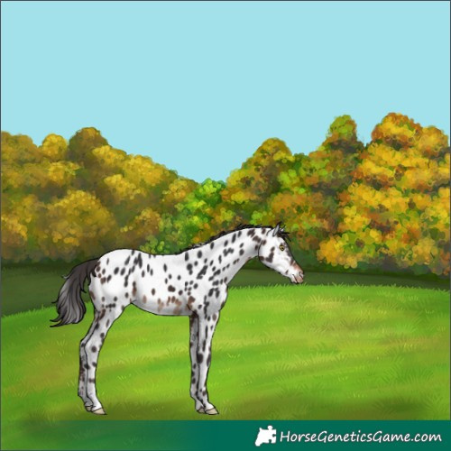 Horse Color:Brown Near Leopard 