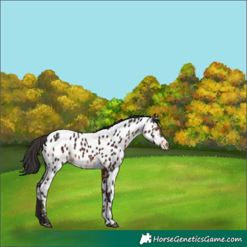 Horse Color:Brown Near Leopard 