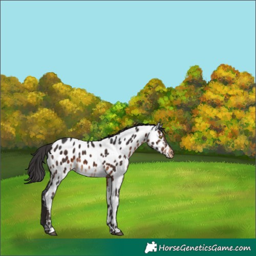 Horse Color:Brown Near Leopard 