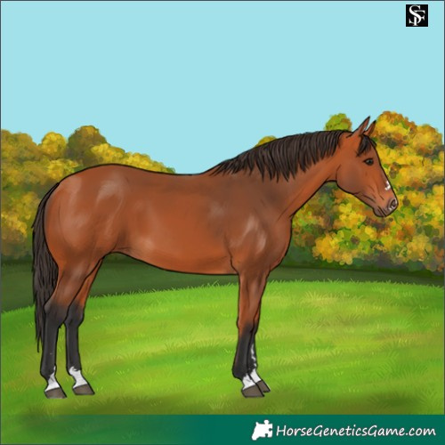 Horse Color:Bay 