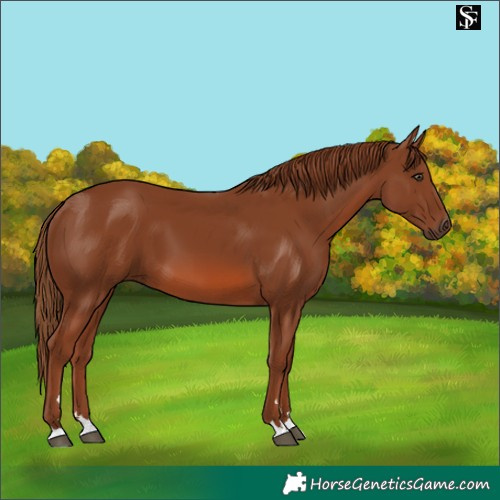 Horse Color:Chestnut 