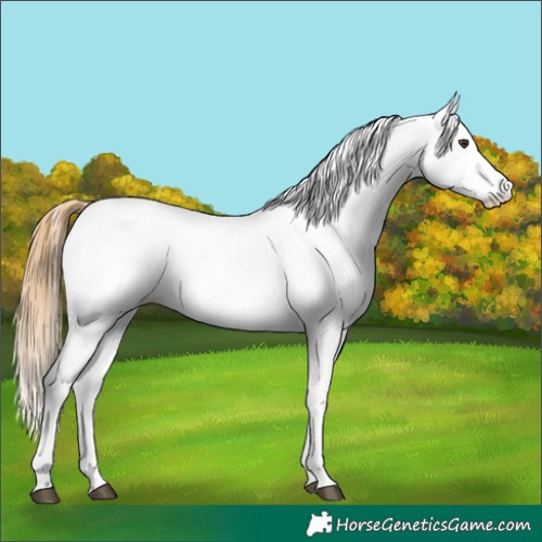 Horse Color:White Spotted Chestnut 