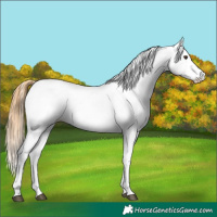 Horse Color:White Spotted Chestnut