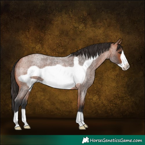 Horse Color:Bay Roan Frame 