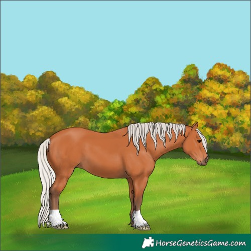 Horse Color:Silver Bay 