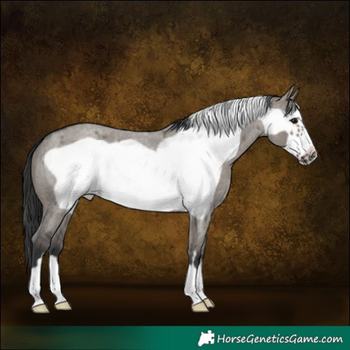 Horse Color:Grullo Roan Frame 