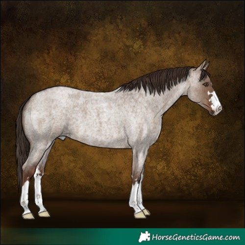 Horse Color:Liver Red Dun Roan 