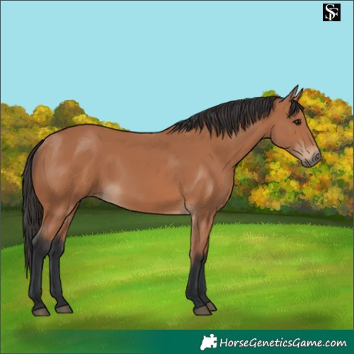 Horse Color:Bay 