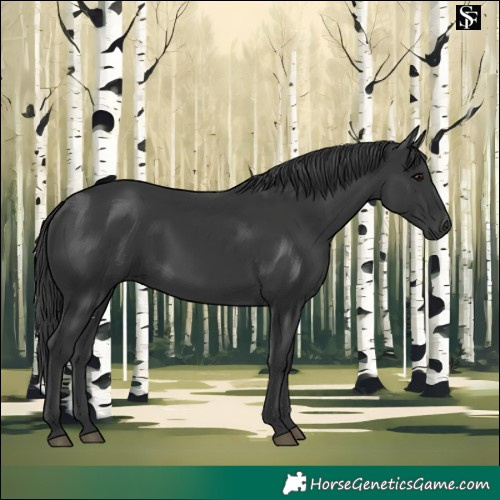 Horse Color:Black 