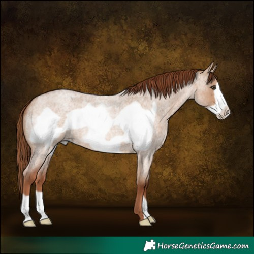 Horse Color:Red Dun Roan Frame