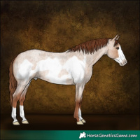 Horse Color:Red Dun Roan Frame