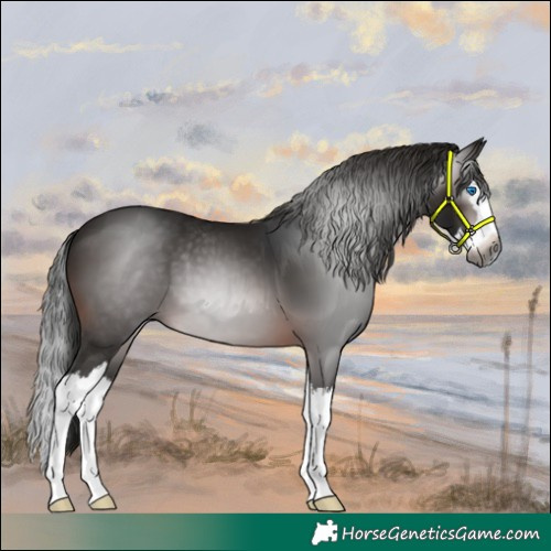 Horse Color:Gray Bay Splash 