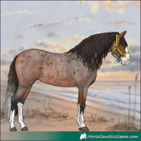 Horse Color:Bay Roan Splash 