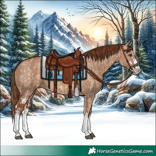 Horse Color:Red Dun Splash and Red Dun Splash