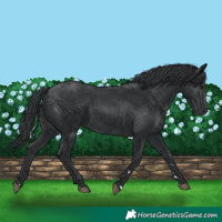 Horse Color:Black