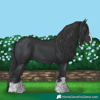 Horse Color:Black 