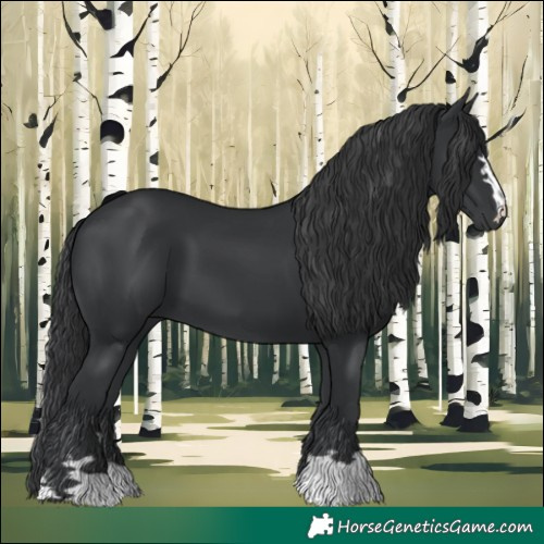 Horse Color:Black 
