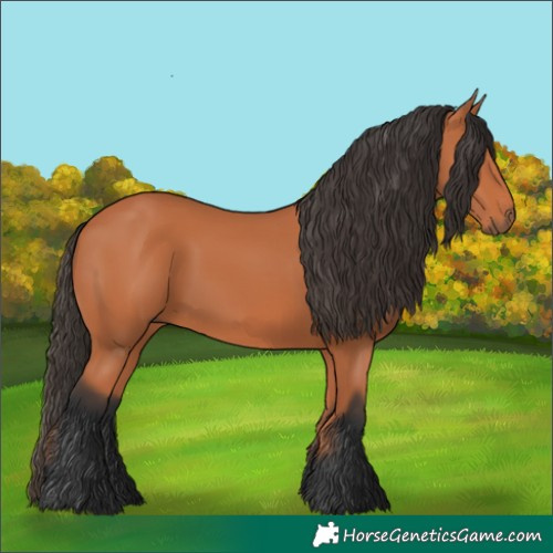Horse Color:Bay 