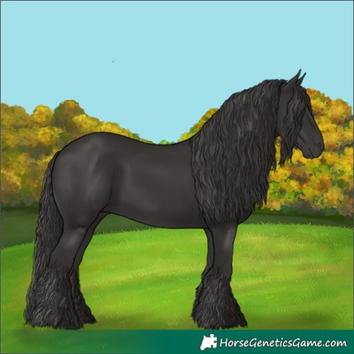 Horse Color:Smoky Black 