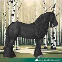 Horse Color:Black 