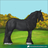 Horse Color:Black 
